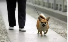 你真會遛狗嗎？-遛狗的過程中需要注意的一些問
