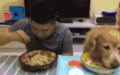 如果你家也有只吃貨狗狗，這點一定要注意！