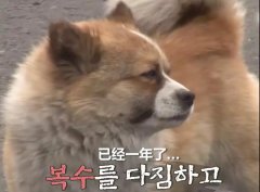 狗子會記仇嗎？