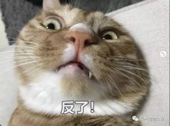 為何貓咪不喜被主人親吻？華興寵物食品