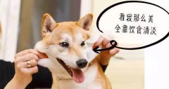 重口味的狗狗愛啃腳？注意！這可能不是怪癖而