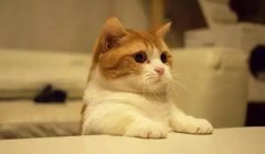 貓這種動物，一旦碰上，就再也戒不了了 華興寵