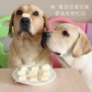 狗狗是否需要補鈣？補鈣應注意什么？ 華興寵物