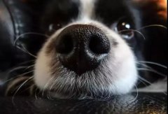 狗狗鼻子干是生病了嗎？